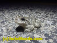 /home//u458753944/public_html/sourcegallery//Roxborough Toad Detour/2026/2026-04-13/P4131621.JPG